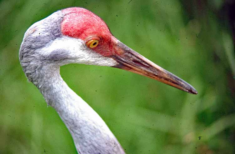 face, sandhill crane
